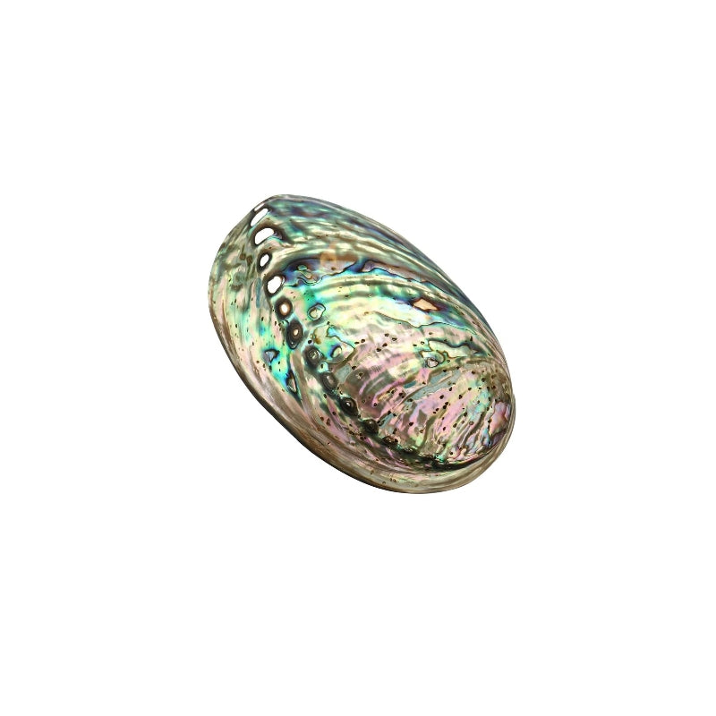 Abalone Shell